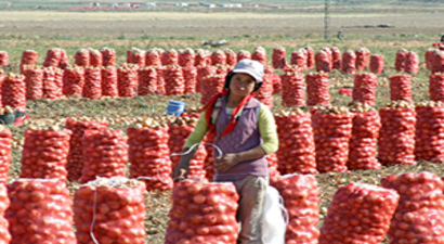 Soğan Üreticisi İhracattan Umut Bekliyor