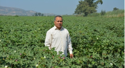 Söke Ovası`nda Pamukçunun Yüzü Gülüyor