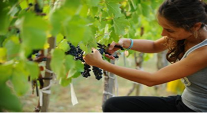 Kardinal Üzümü Sofralara Hazır