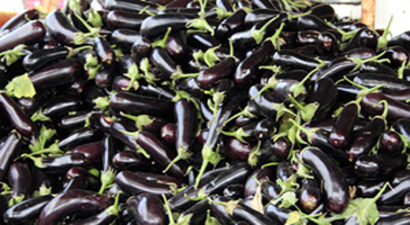 Tescilli Patlıcanın Rekoltesinde Yüzde 100 Artış