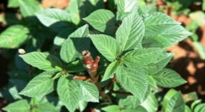 Tarım Dairesi İşi Sıkı Tutuyor