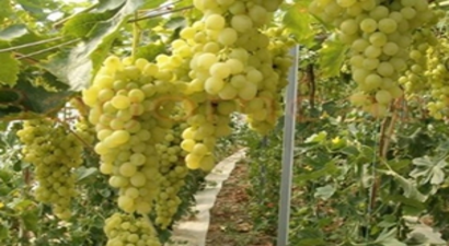 Üreticinin Yüzünün Gülmesi İçin Ar-Ge Yapıyorlar