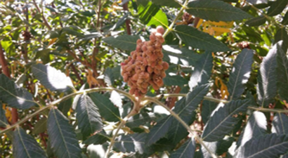 Yabani Sumak Ekonomiye Kazandırılmalı