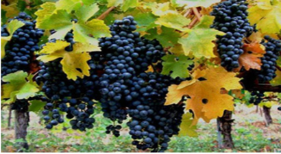 Yerli Ürün Yetişti, Dargelirliler Sebze-Meyve Gördü