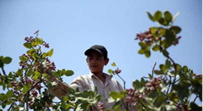 Yeşil Altında Yüksek Rekolte Sevinci