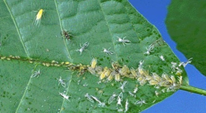 Ziraat Odası`ndan Pamuk Üreticilerine Uyarı