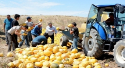 Çerezlik Kabak Çekirdeği Hasadı Başladı