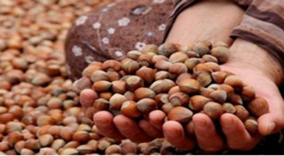 Almanlar Türk Fındığından Vazgeçmiyor