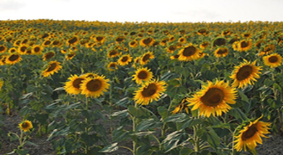 Ayçiçeğinde TZOB`un Talebi Karşılandı