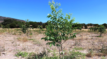 Ceviz Üreticilerinin Yüzü Gülecek