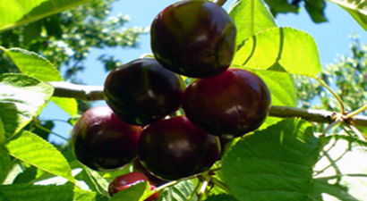 Dalbastı Kirazı, Üreticisini Sevindirdi