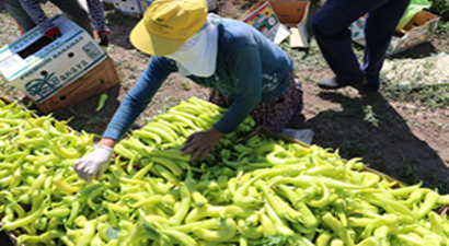 Erzincan Yaş Sebzede Bölge Lideri Olma Yolunda
