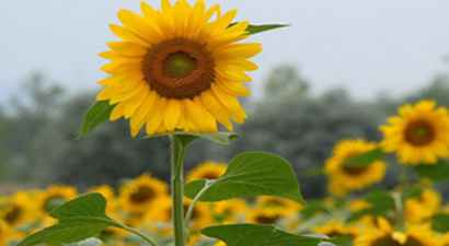 Karadenizbirlik`ten Ayçiçeğine 1.58 Lira