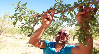 Kayısıya Ceviz ve Badem Alternatifi