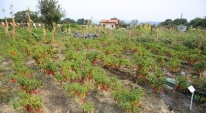 Kent Bostanlarında 60 Çeşit Biberden Tohum Elde Edildi