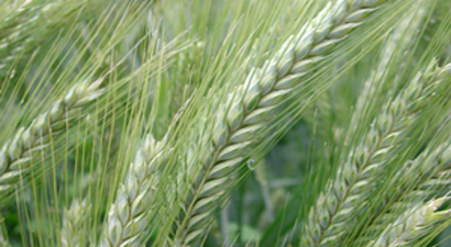 ``Kıraç Arazide Yüksek Verim İçin Tritikale Yetiştirin``