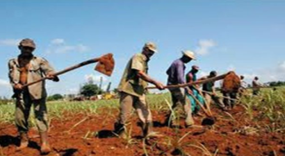 Tarımda Küba Modeli