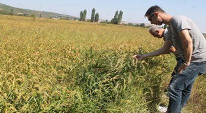 Manyas`ta Çeltik Hasadı Başladı