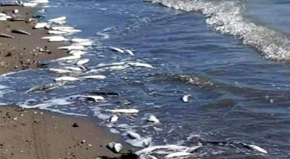 Balık Ölümlerine İlişkin Açıklama geldi