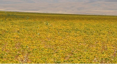 Muş Ovası`nda Aspir Yetiştiriliyor