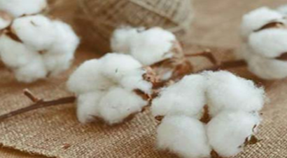 Pamuğa Uluslararası Standart