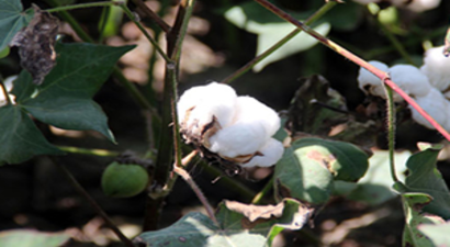 Pamukta Yeni Tarım Politikasına İhtiyaç Var