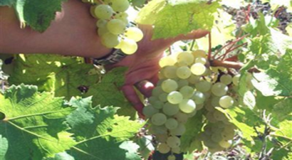 Salihli Üzümü Kalıntısız Çıktı