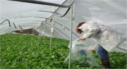 Hasat Öncesi Pestisit Denetimi