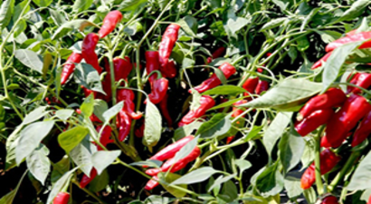 Sınır Hattında Hasat Kardeşliği