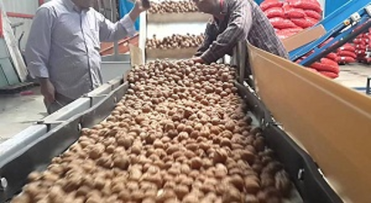 Türkiye`nin Ceviz Ambarında Hasat Başladı