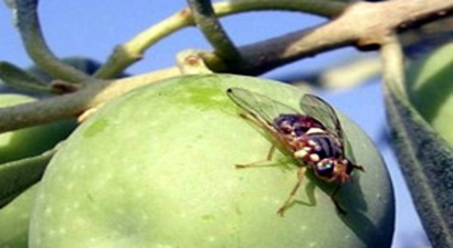 Zeytin Sineği Zararlısına Karşı İlaçlama Zamanı