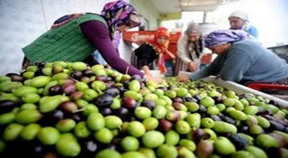 Sofralık Zeytin İhracatını Rekor İhracat Fiyatı da Kurtaramadı