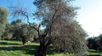 Zeytinde Dal Kuruması Görülüyor