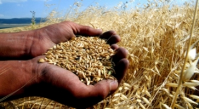 Tarım İstihdamı 150 Bin Kişi Arttı