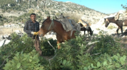 Defne Yaprağı, Andırınlıların Yüzünü Güldürdü