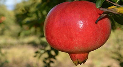 Arz Fazlası Fiyatları Düşürdü