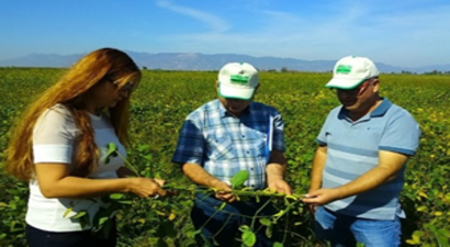 Aydın 225 Bin 580 Kilo Soya Rekoltesi Bekliyor