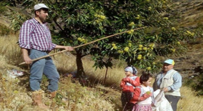 Aydın`da Kestane Hasadı Başladı