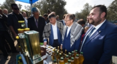 Ayvalık`ta `Zeytin Hasat Şöleni` yapıldı