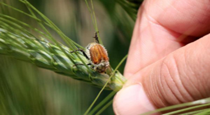 Kuraklık Yetmedi, Mücadele Bambul Zararlısı İle Devam Ediyor