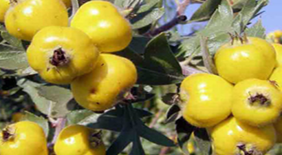 Belen Alıcı Tescil Yolunda