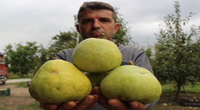 Bu Armutların Bir Tanesi 4 Kişiyi Doyuruyor