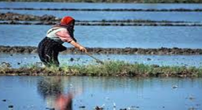 `Çeltikçi Mağdur Olmayacak`