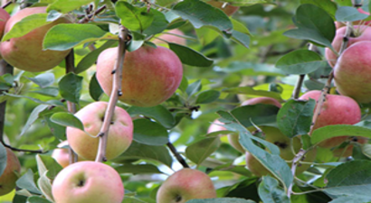 Elma Dalında Kaldı