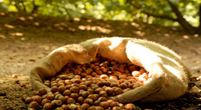 Fındıkta şok eden İddia!