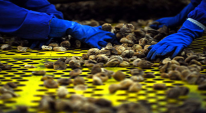 Hasadı Biten İncirde Son Durum