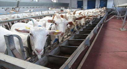 Keçi İnadı Yok,İş Birliği ve Güç Ortaklığı Var