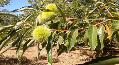 Kestanede Hasat Sezonu Başlıyor