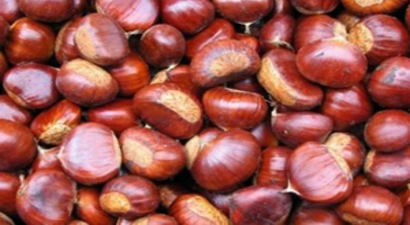 Kestane Sezona Düşük Başladı