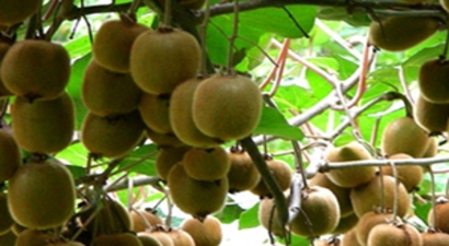 Kivi Rekoltesi Düşüyor